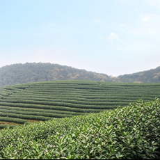 送给领导一款带来春天的茶礼盒。